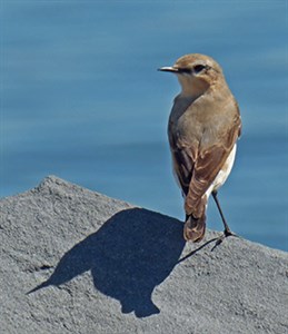 A migrant female Nothern Wheatear - Oenanthe oenanthe © John Muddeman